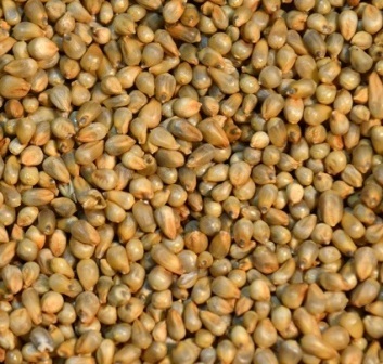 Millet (Bajara)